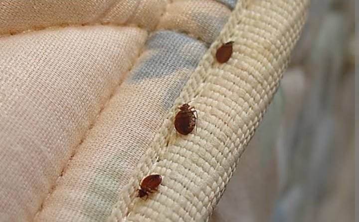 bed bug service